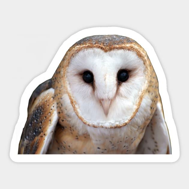 Barn Owl Photo Sticker by DeniseBruchmanPhotography